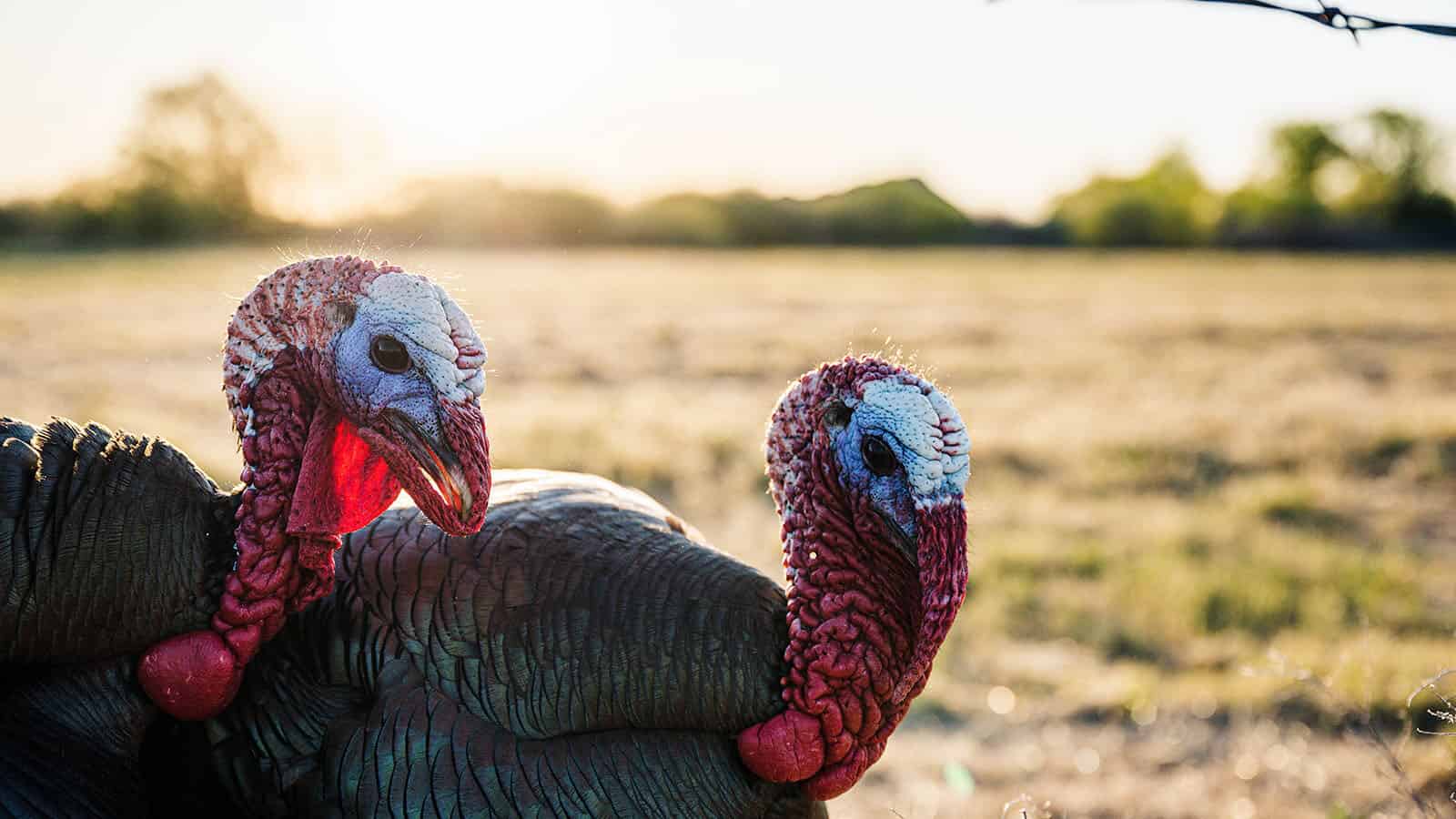 Turkey Hunting 101 - Some Rules and Laws About Wild Turkeys Hunting