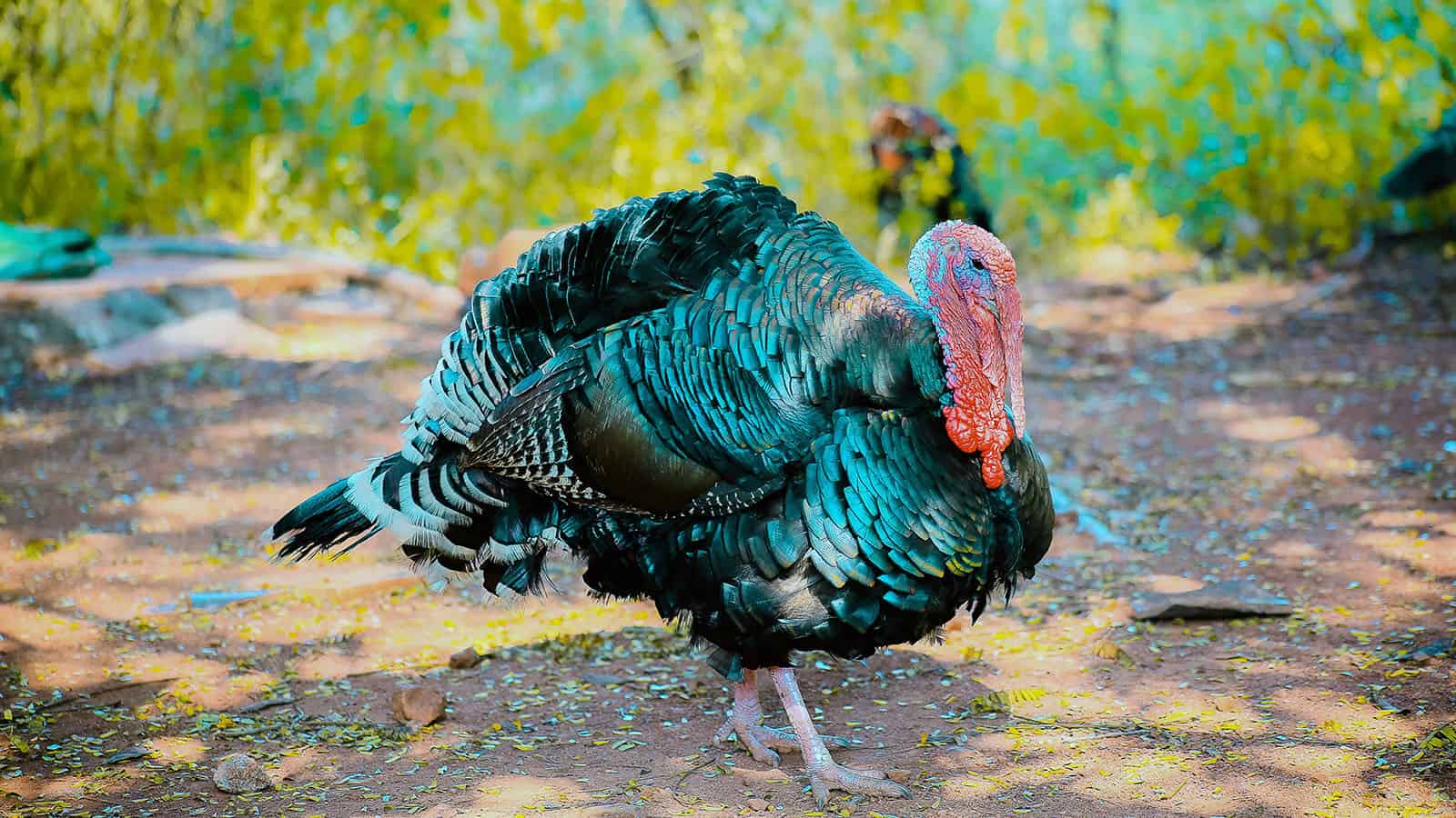 Turkey Hunting 101-What You Need to Go Turkey Hunting