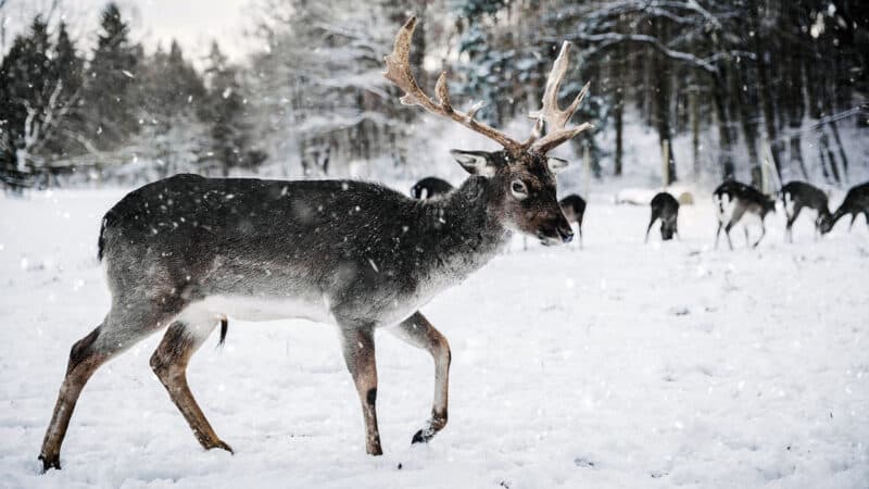 What Do (White-Tail) Deer Eat in the Winter
