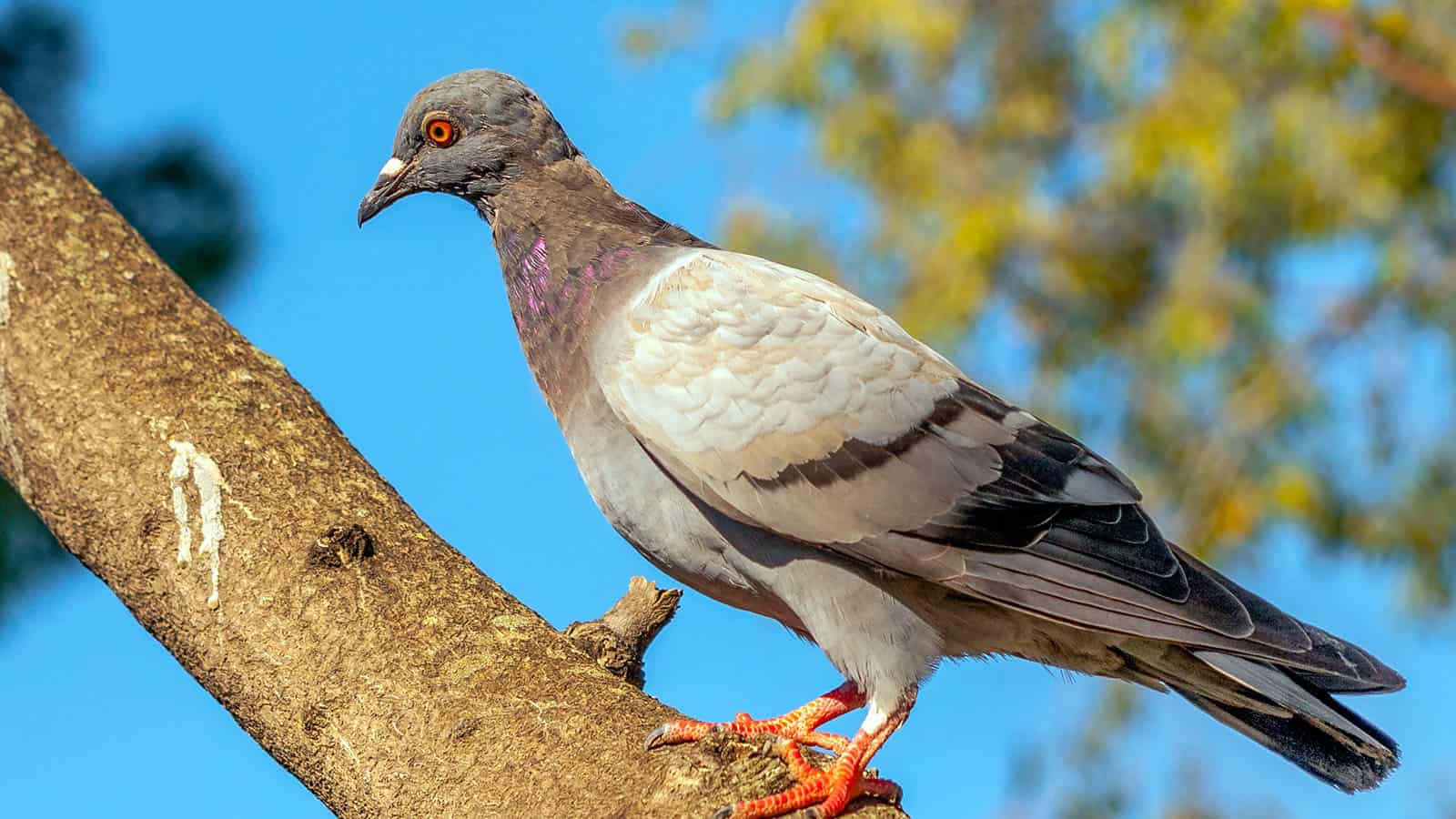 Complete Beginner's Guide to Small Game Bowhunting - Tips for Bowhunting Pigeons