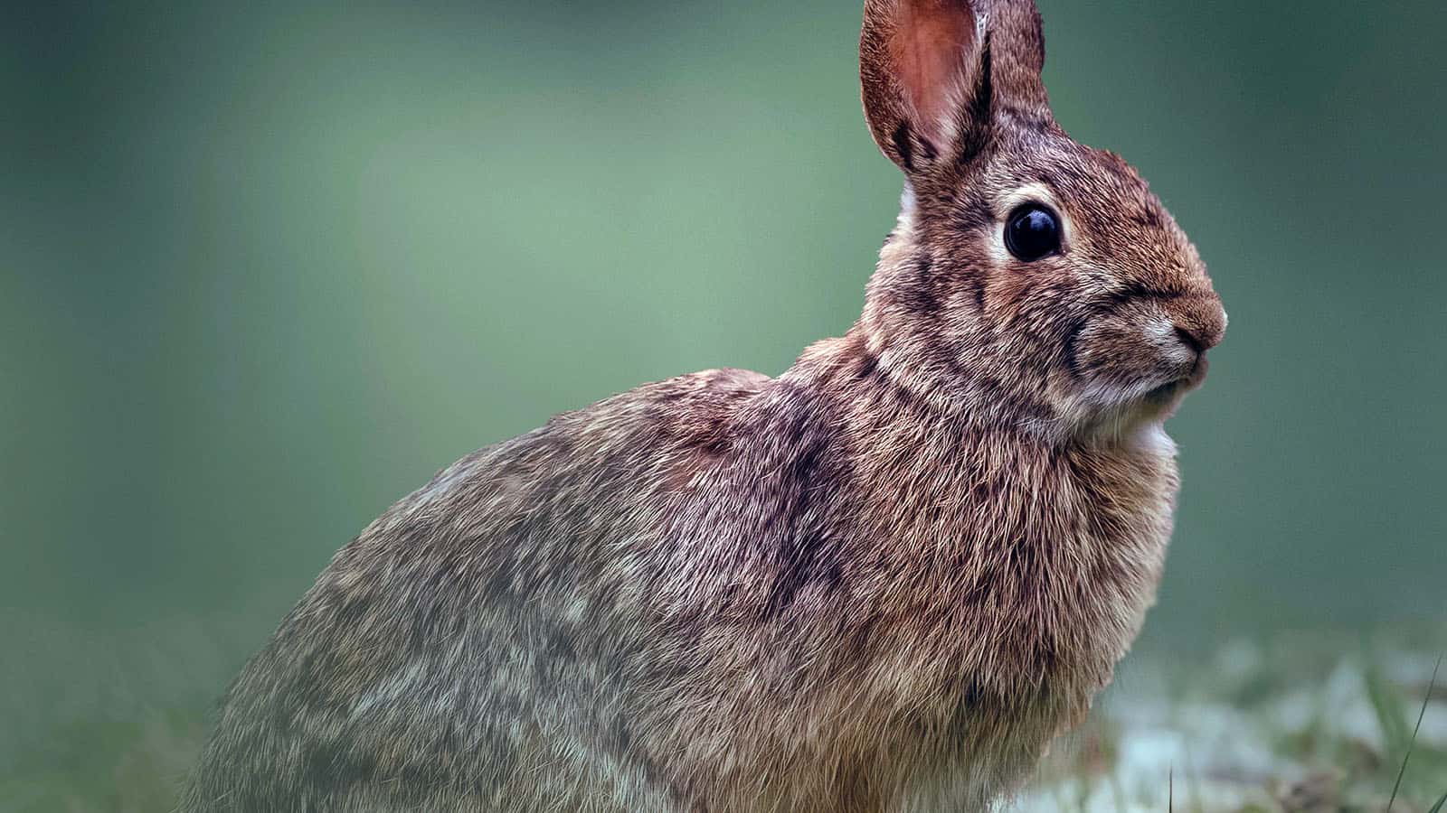 Complete Beginner's Guide to Small Game Bowhunting - Tips for Bowhunting Rabbits and Hares