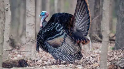 Turkey Hunting 101