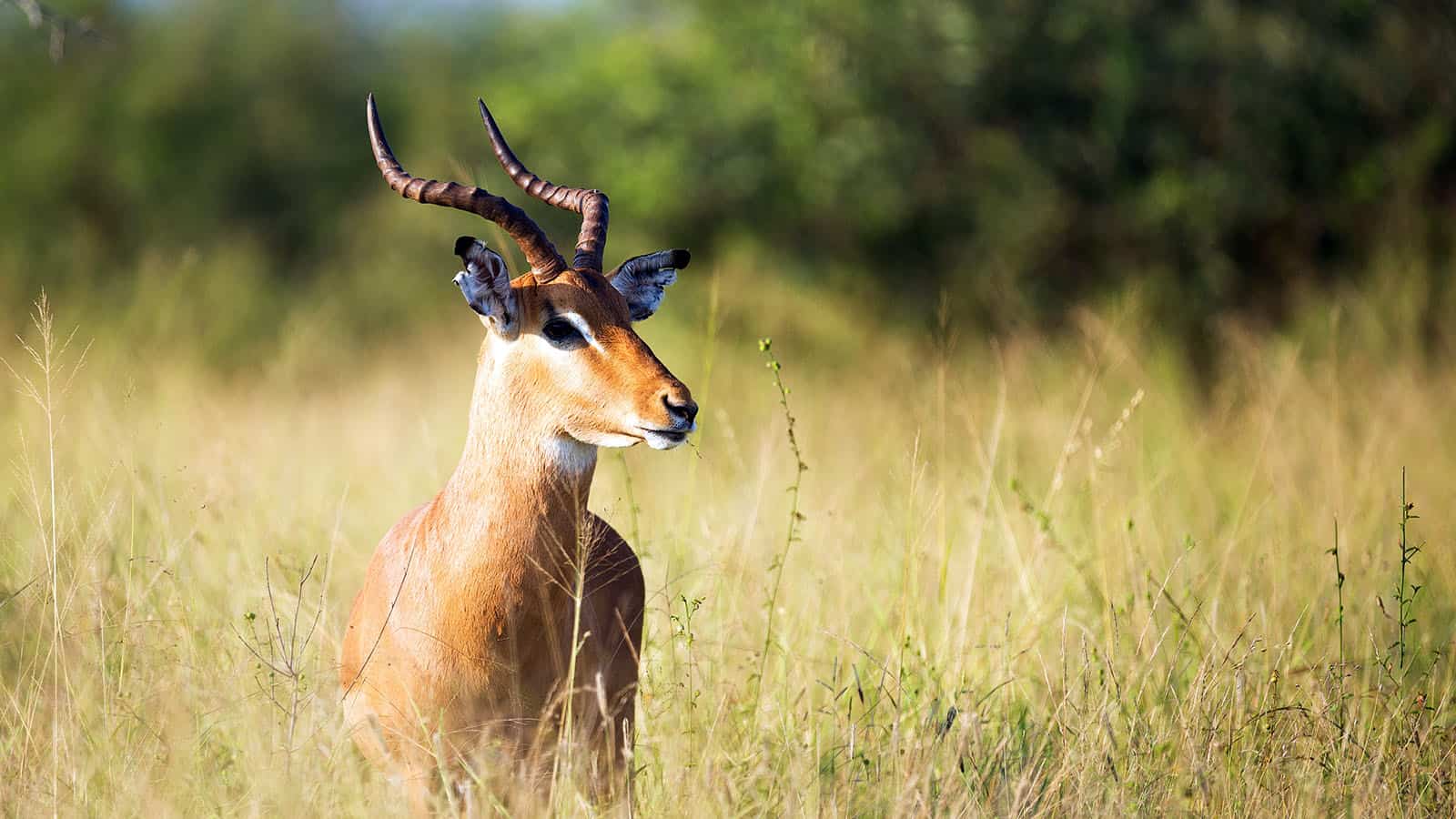 Deer Calling 101 How to Call Deer (Tips & Tricks) - The Rattling of Horns
