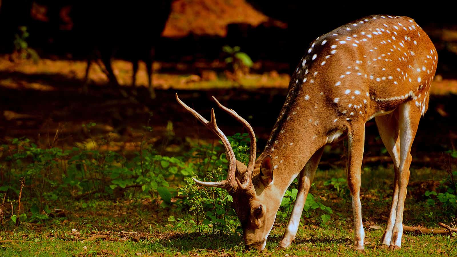 Where to Shoot a Deer.Shot Placement Chart & Diagram - The Head Shot