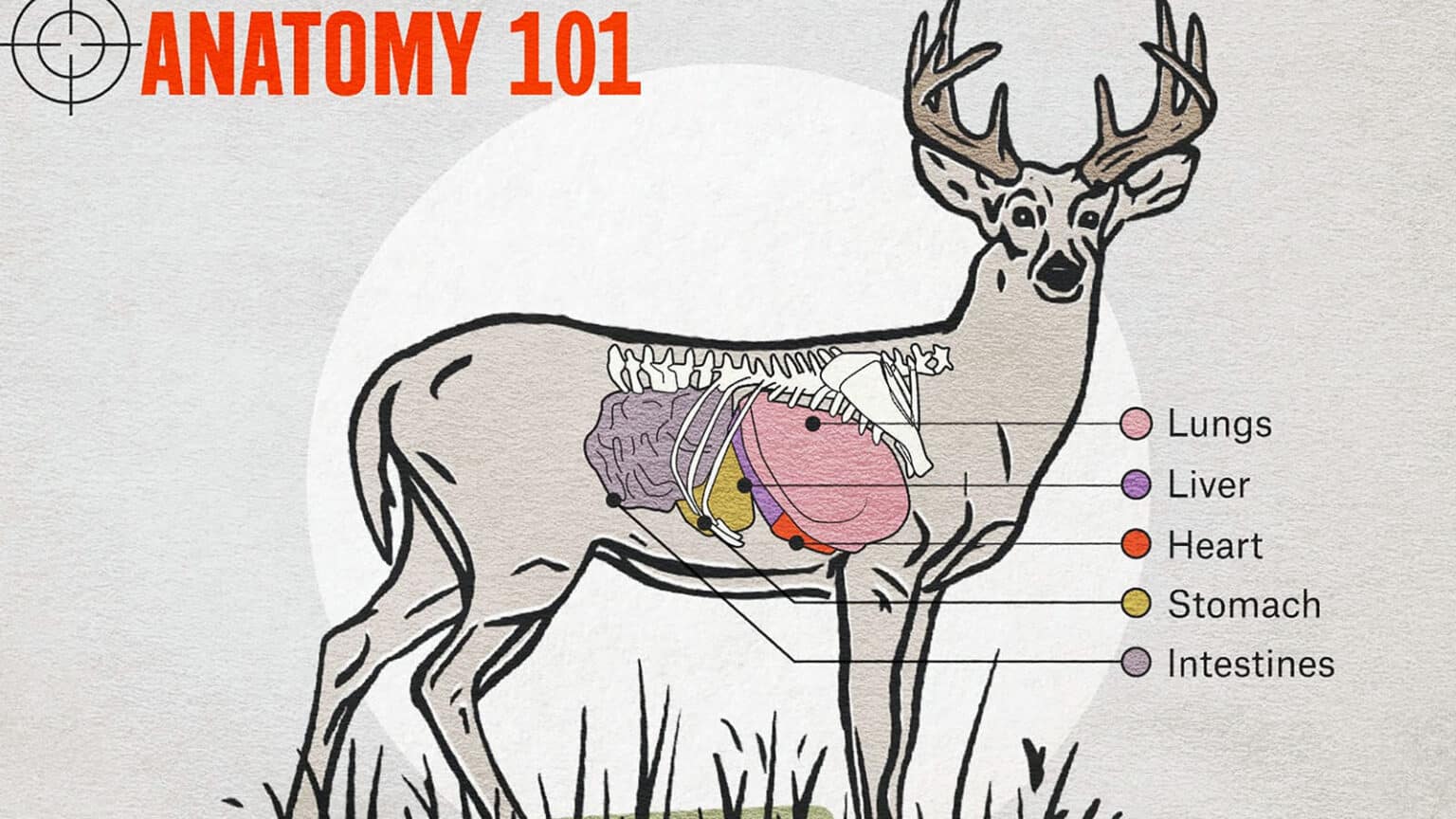 Where to Shoot a Deer: 4 Deadliest Shot Placements